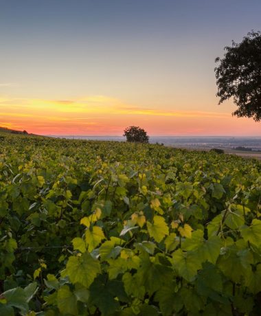 Wijngaarden en kalkgrond