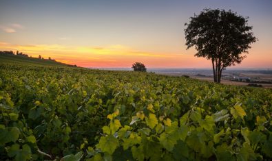 Wijngaarden en kalkgrond