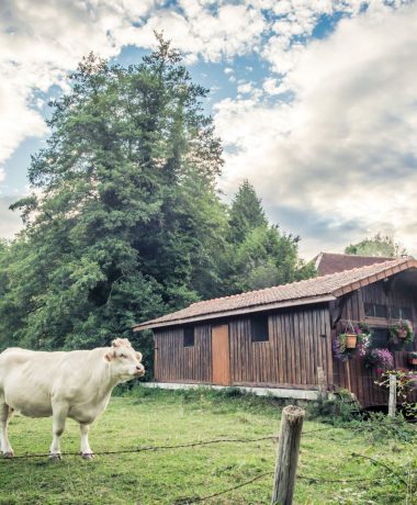 Rondom Troyes ligt de Champagne