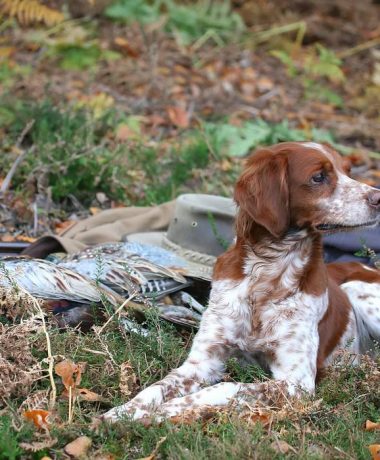 De jachtfederatie van de Aube