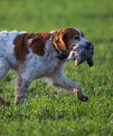 Een jachtterrein vinden in de Aube