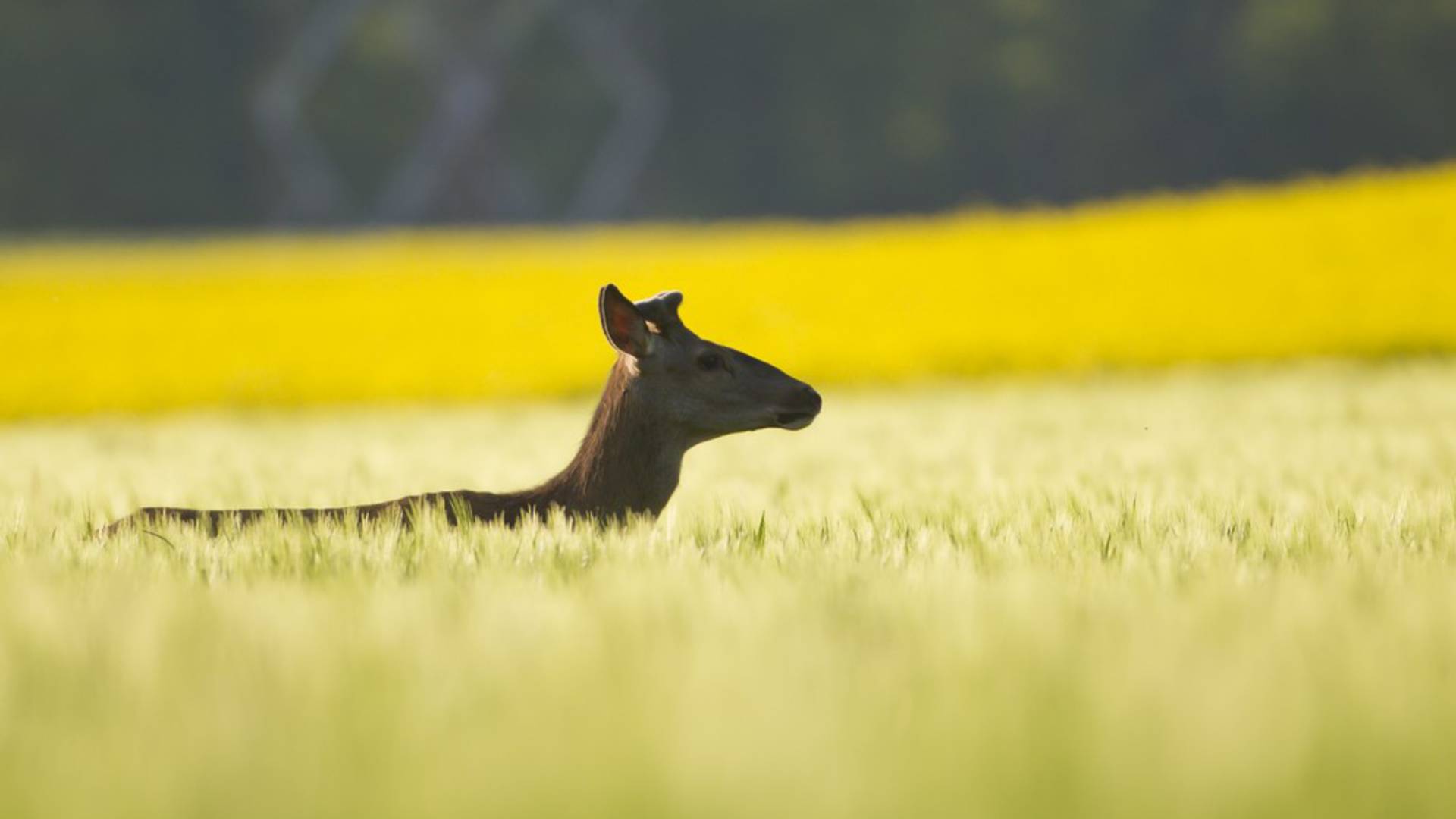 De jachtfederatie van de Aube
