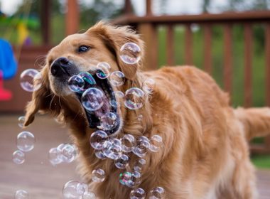 « Toutourisme is zo woef! »