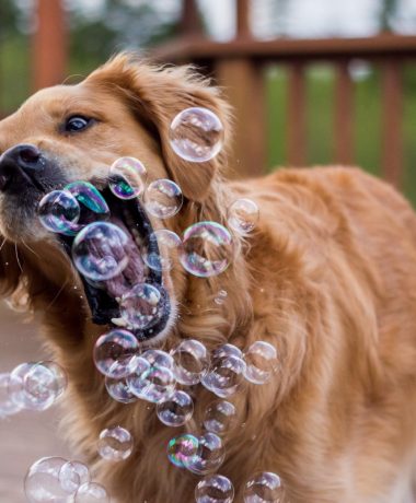 « Toutourisme is zo woef! »