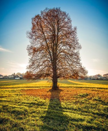 Een grafisch universum