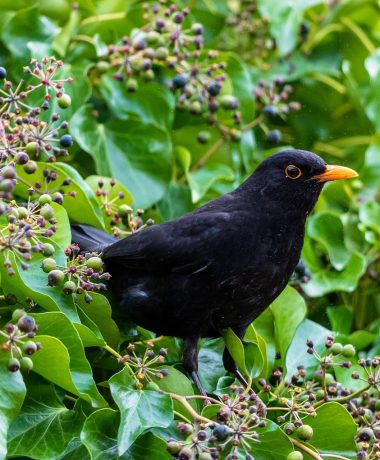 De klimop en de merel