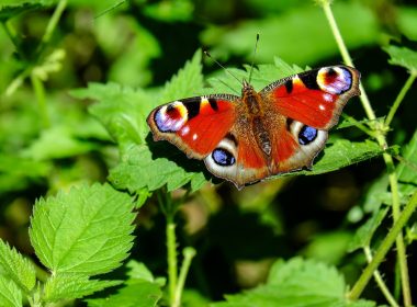 De dagpauwoog en de brandnetel