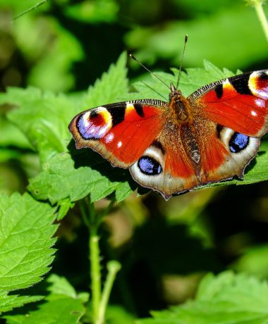 De dagpauwoog en de brandnetel
