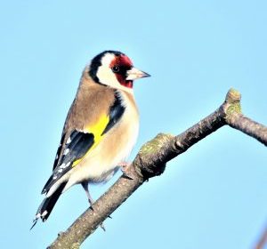 De majestueuze kaardenbol en de mooie putter