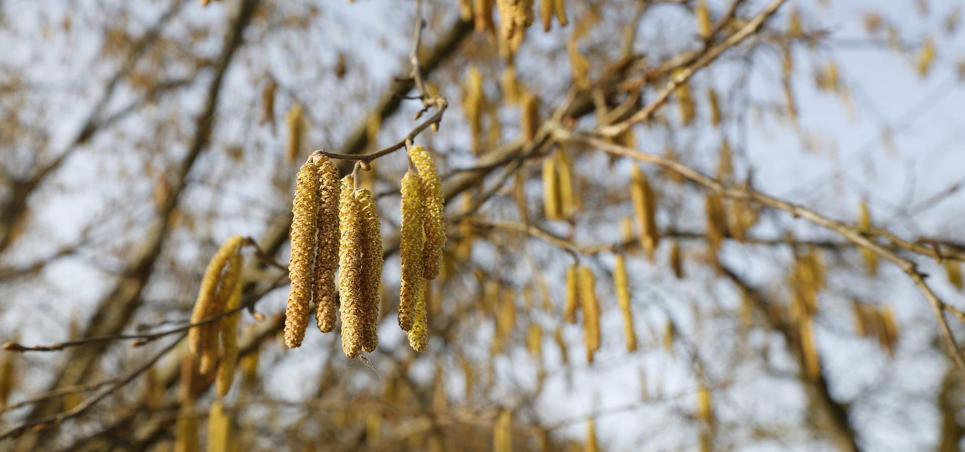 Het fantastische avontuur van de hazelnoot en zijn aartsvijand, de hazelnootboorder