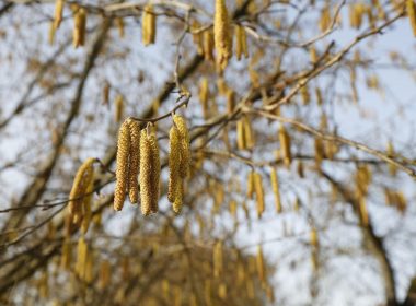 Het fantastische avontuur van de hazelnoot en zijn aartsvijand, de hazelnootboorder