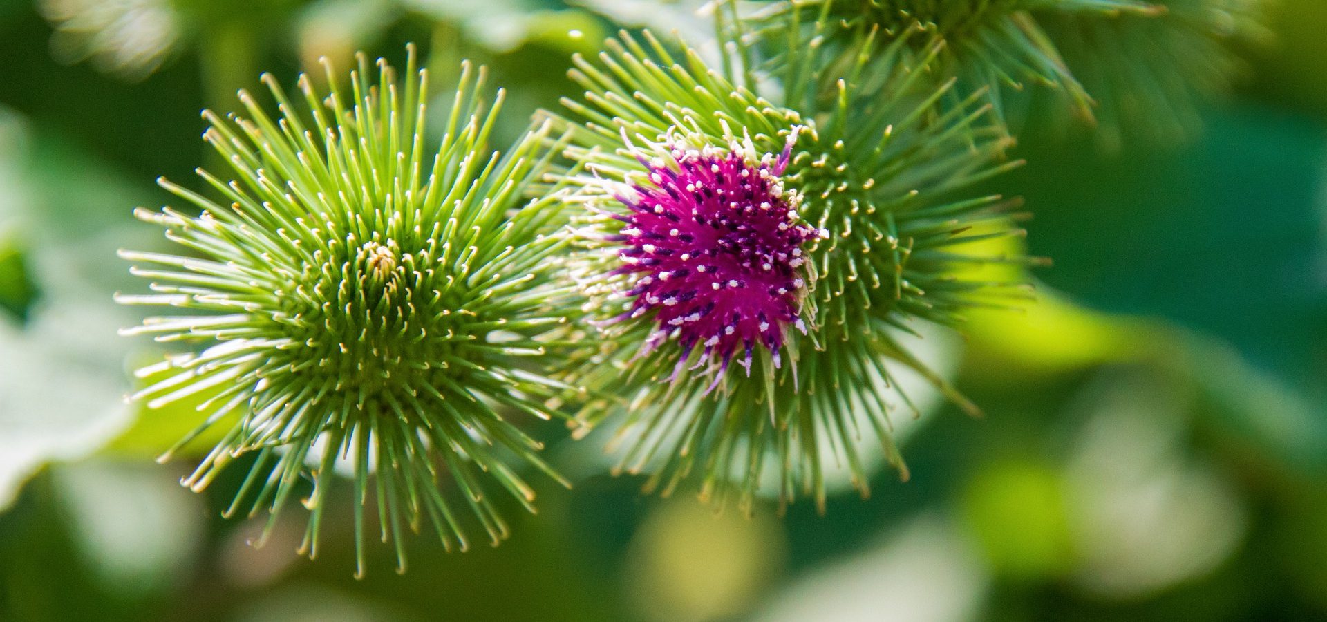 De klis en Franck, de bedachtzame hond