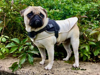 De klis en Franck, de bedachtzame hond