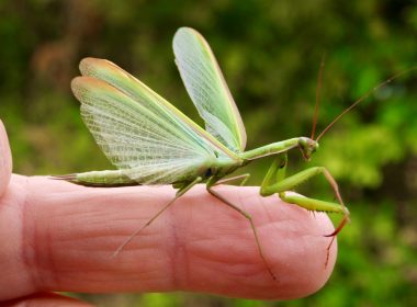 De vrome en verontrustende bidsprinkhaan