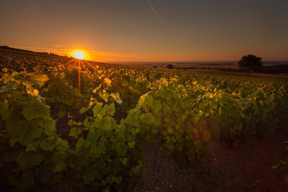 Champagne aan de poorten van Troyes