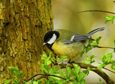 De koolmees en Jack-Jack, de vreedzame kat