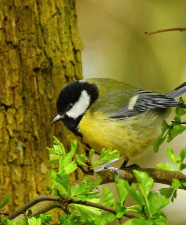 De koolmees en Jack-Jack, de vreedzame kat