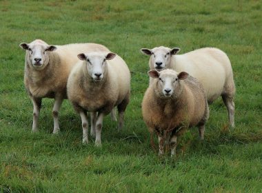 “99 schapen en een inwoner van de Champagne zijn samen 100 dieren…”