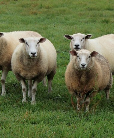 “99 schapen en een inwoner van de Champagne zijn samen 100 dieren…”