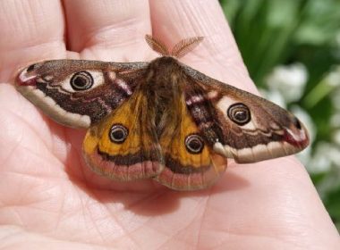 De schitterende nachtpauwoog van de Aube