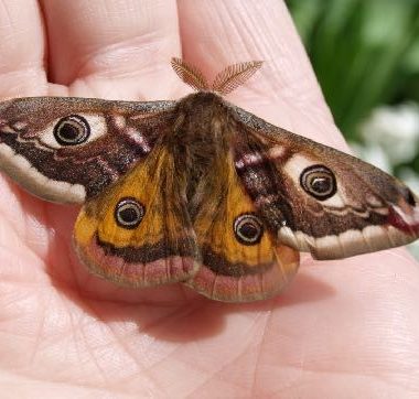 De schitterende nachtpauwoog van de Aube