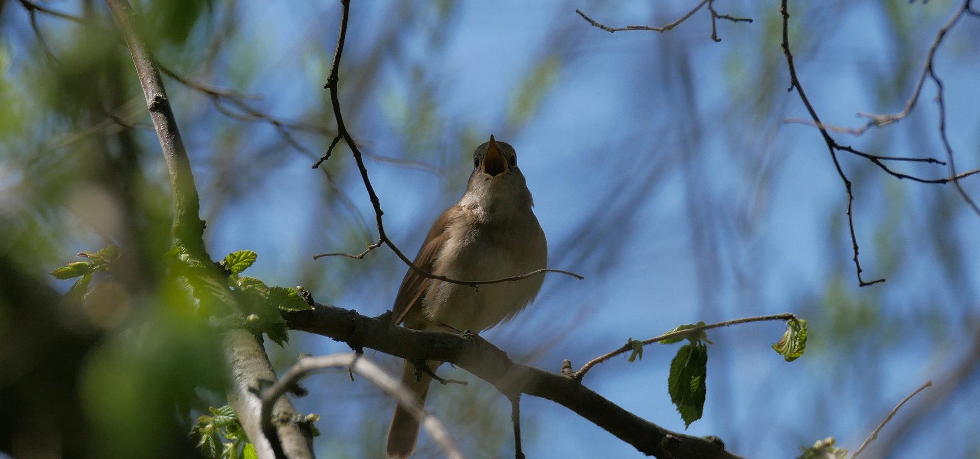 Een eerbetoon aan de ambassadeur van de vogels