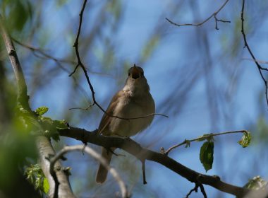 Een eerbetoon aan de ambassadeur van de vogels