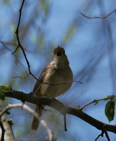 Een eerbetoon aan de ambassadeur van de vogels