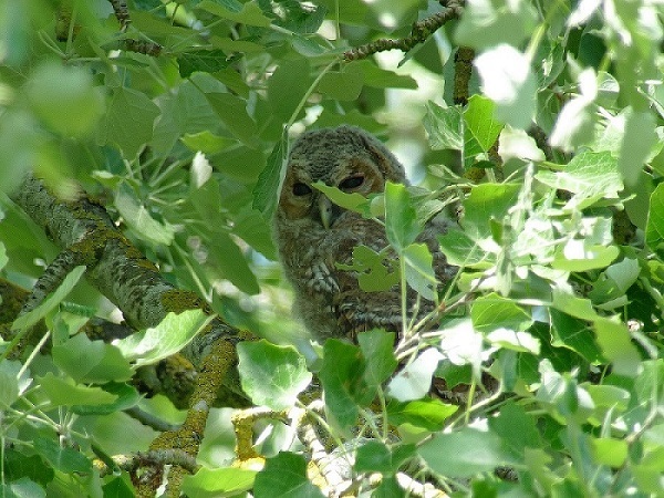 Slapeloze nachten voor de rode koninginnen