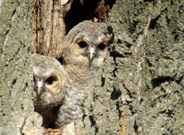 Slapeloze nachten voor de rode koninginnen