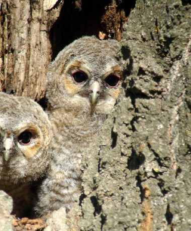 Slapeloze nachten voor de rode koninginnen