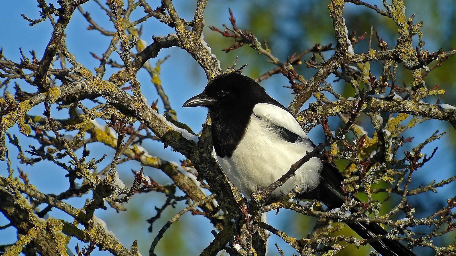 Alles wat u nog niet wist over de ekster
