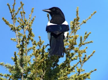 Alles wat u nog niet wist over de ekster