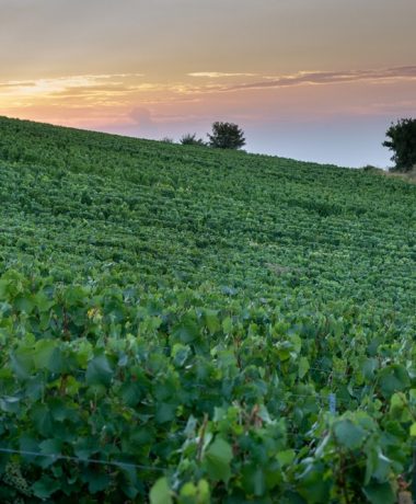 Montgueux: champagne aan de rand van Troyes
