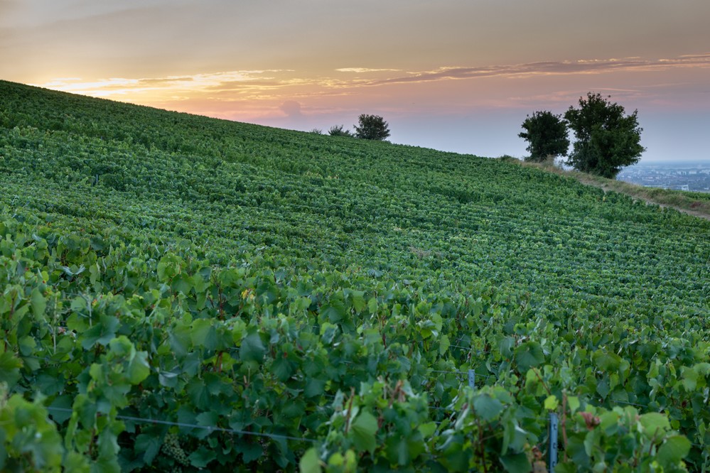 Montgueux: champagne aan de rand van Troyes