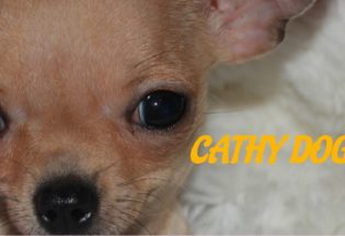 Cathy Dog