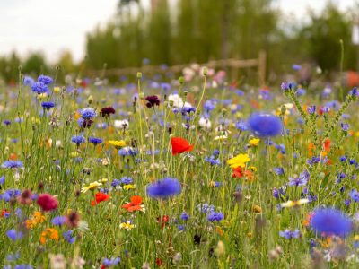 Les fleurs des chemins : Petits trésors au bord des sentiers