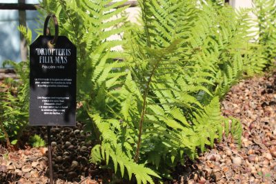 Visite nature – Remèdes et plantes du Moyen Age