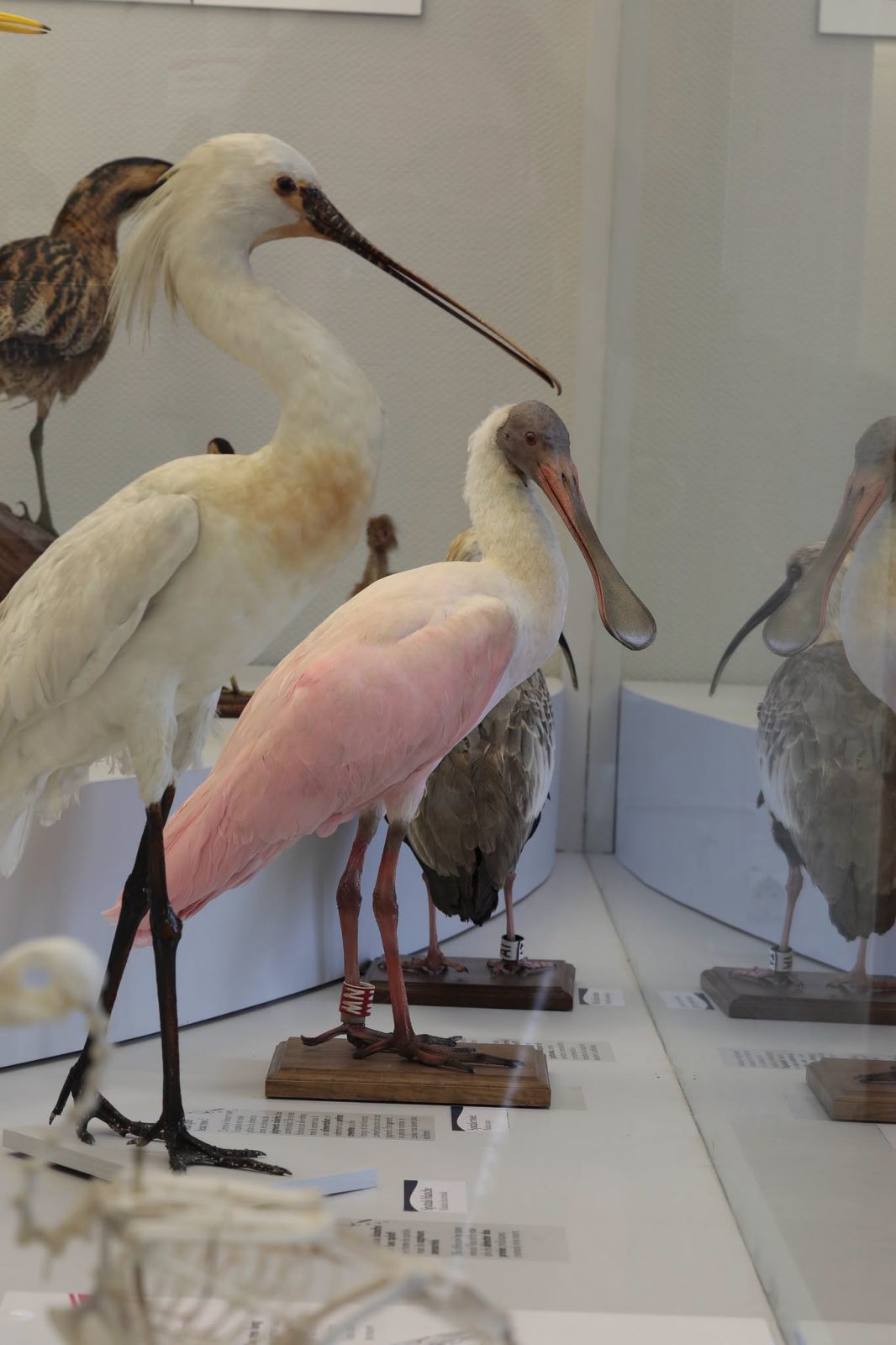 Visite-atelier “à la découverte des oiseaux”