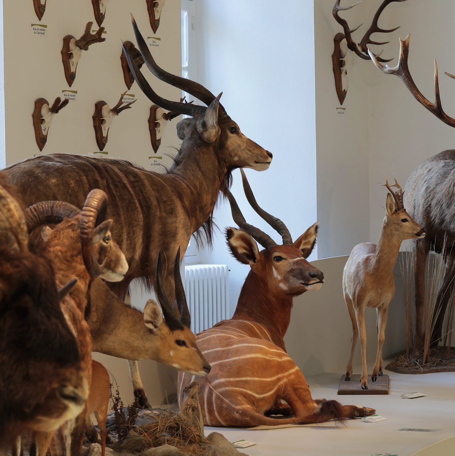 Visite ludique – Les animaux d’Afrique du museum