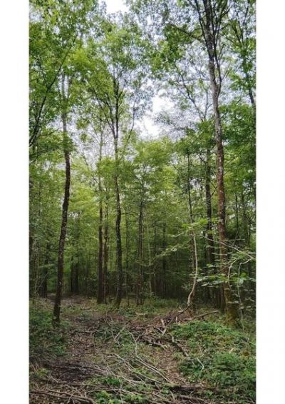 Forêt domaniale de Macey – JEP 2026